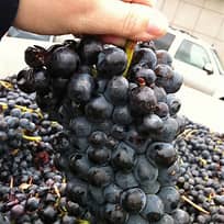 Lambrusco Wine Vinegar