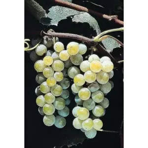 Organic White Balsamic